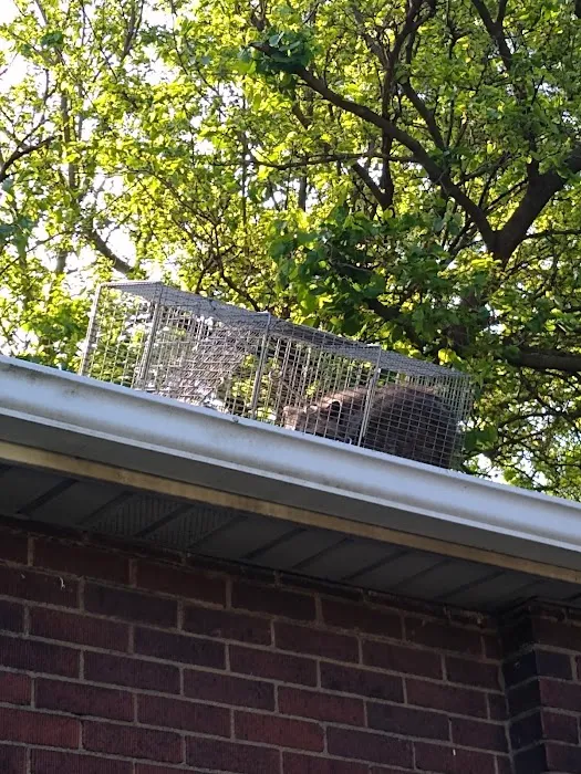 All Catch LLC nuisance wild animal control Picture 6