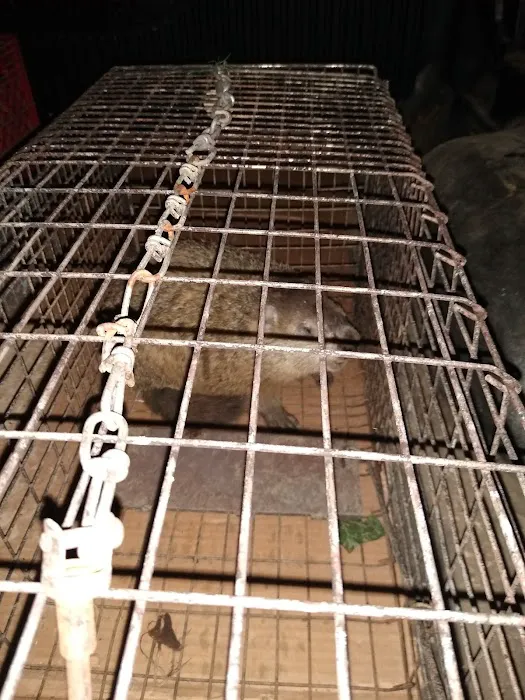 All Catch LLC nuisance wild animal control Picture 10