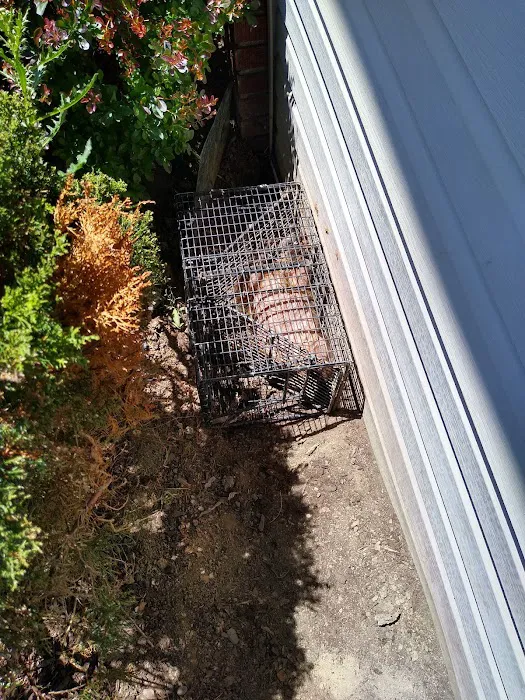 All Catch LLC nuisance wild animal control Picture 7
