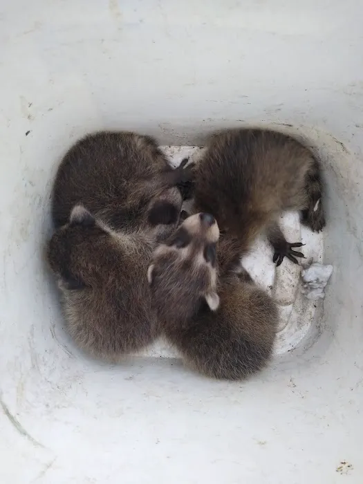 All Catch LLC nuisance wild animal control Picture 5