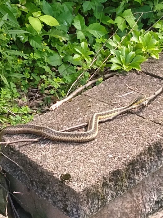All Catch LLC nuisance wild animal control Picture 2
