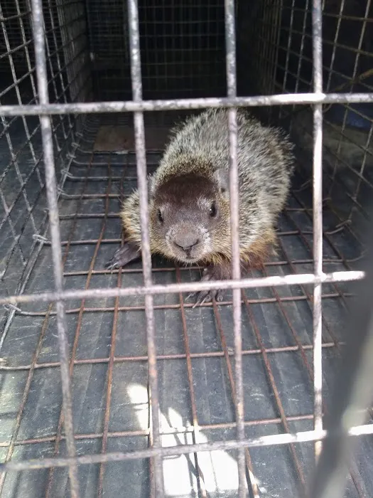 All Catch LLC nuisance wild animal control Picture 8