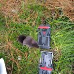 All Catch LLC nuisance wild animal control