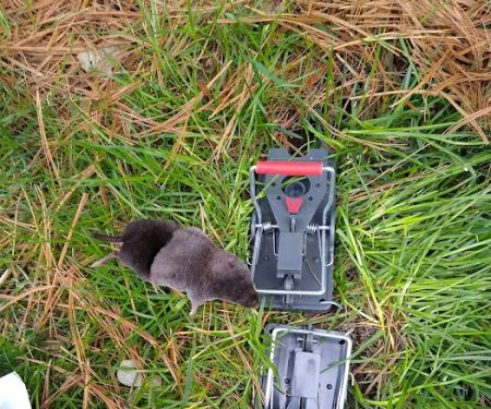 All Catch LLC nuisance wild animal control