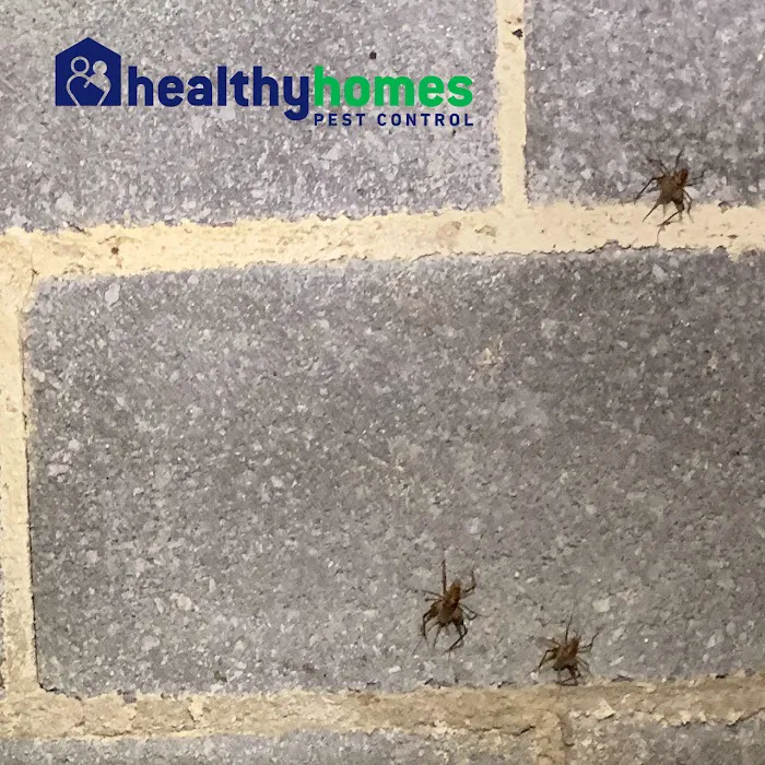Healthy Homes Pest Control Picture 5