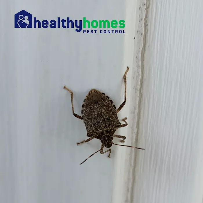 Healthy Homes Pest Control Picture 4