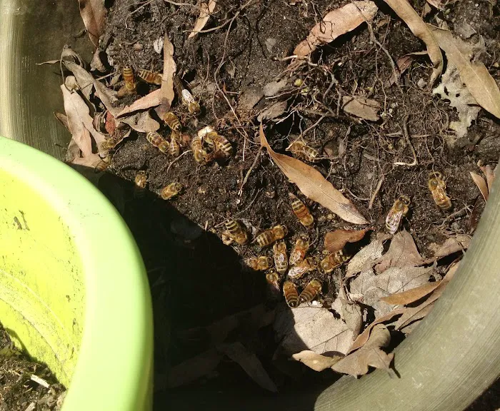 ASAP Wildlife Control And Removal - Virginia Picture 3