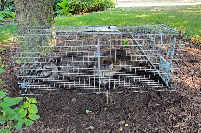 ASAP Wildlife Control And Removal - Virginia Picture 6