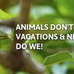 ASAP Wildlife Control And Removal - Virginia