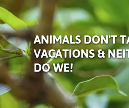 ASAP Wildlife Control And Removal - Virginia