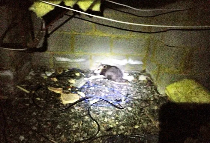 ASAP Wildlife Control And Removal - Virginia Picture 5