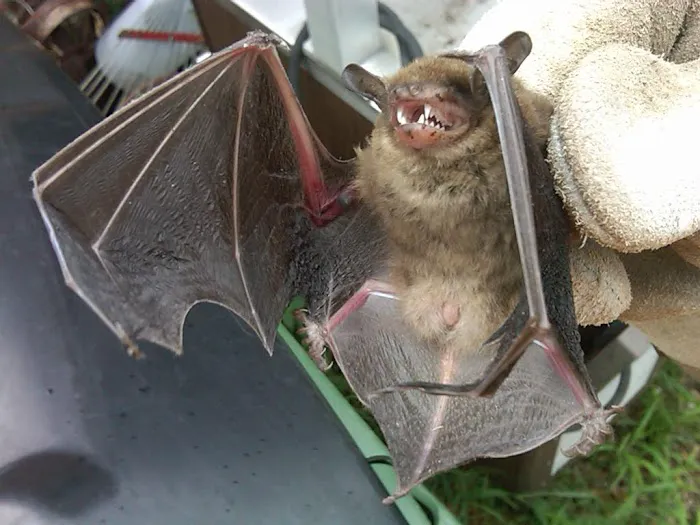 ASAP Wildlife Control And Removal - Virginia Picture 4