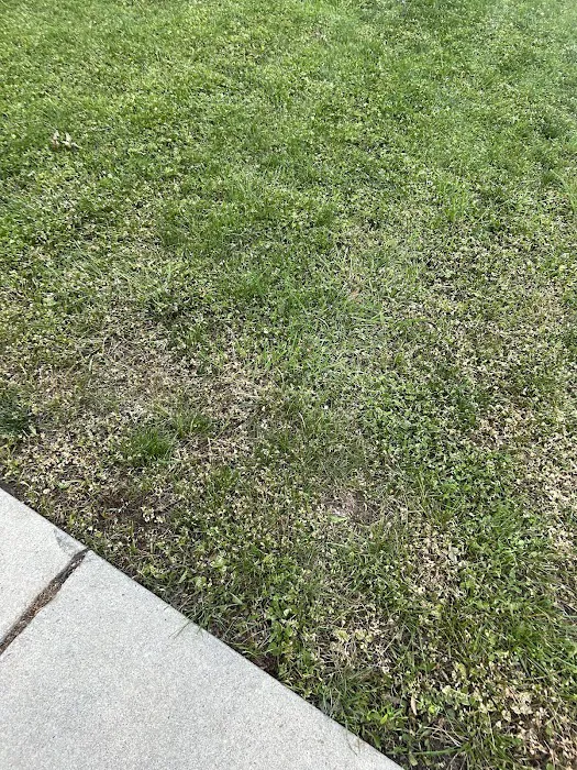 Lawn Doctor of Stafford Picture 7