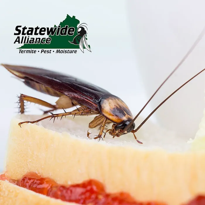 Statewide Alliance Termite, Moisture & Pest Control Picture 4