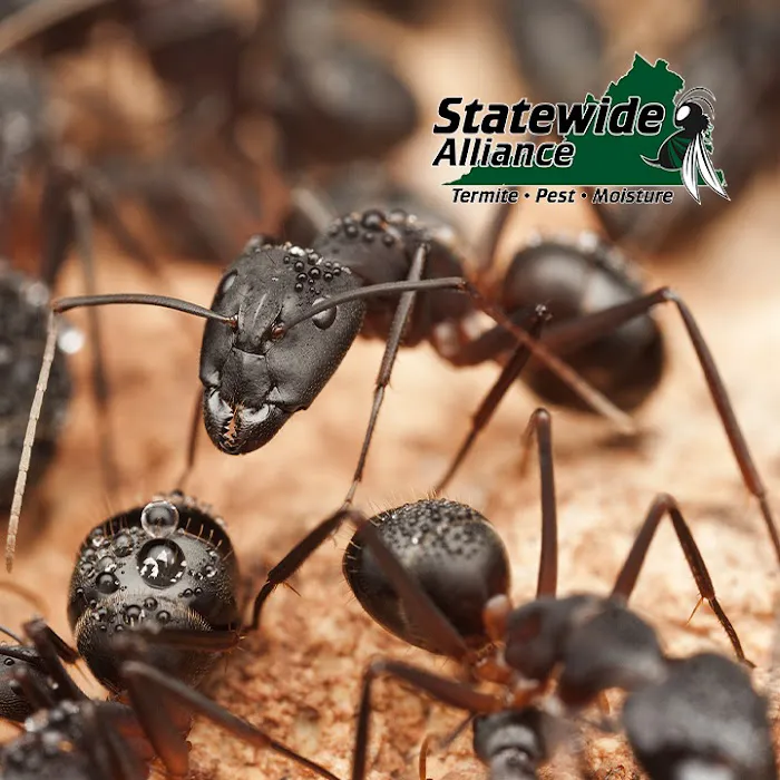 Statewide Alliance Termite, Moisture & Pest Control Picture 9