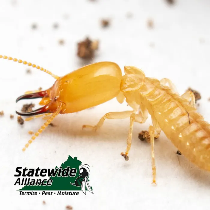 Statewide Alliance Termite, Moisture & Pest Control Picture 7
