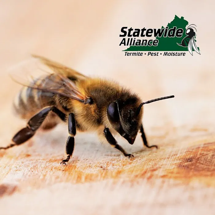 Statewide Alliance Termite, Moisture & Pest Control Picture 2
