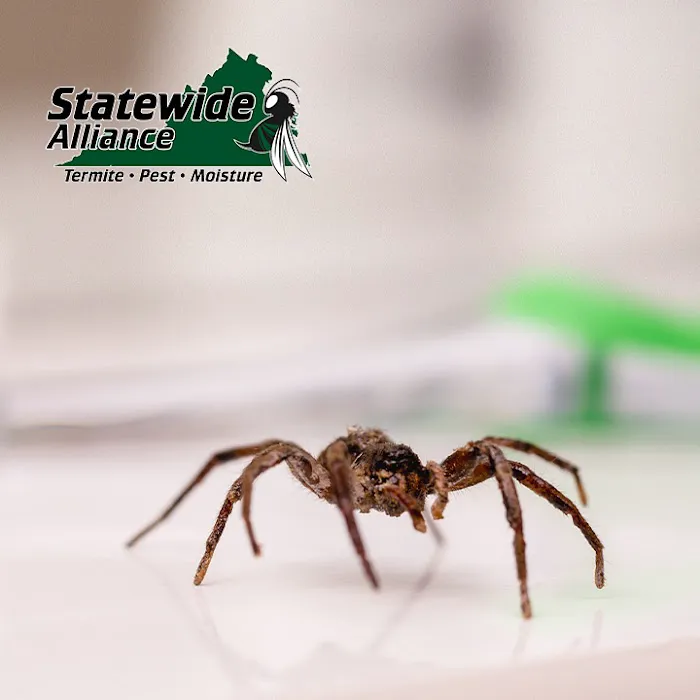 Statewide Alliance Termite, Moisture & Pest Control Picture 3