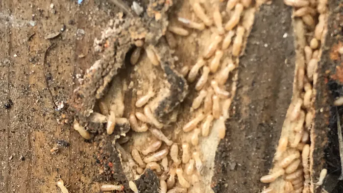 Antipest Termite & Pest Control Picture 5