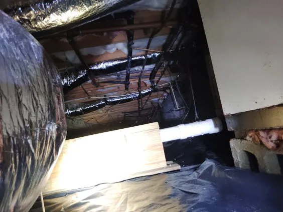 Antipest Termite & Pest Control Picture 4