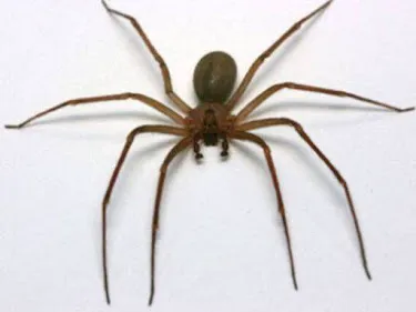 Antipest Termite & Pest Control Picture 3