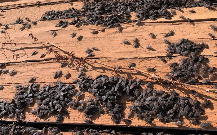 Evergreen Pest Solutions Picture 2