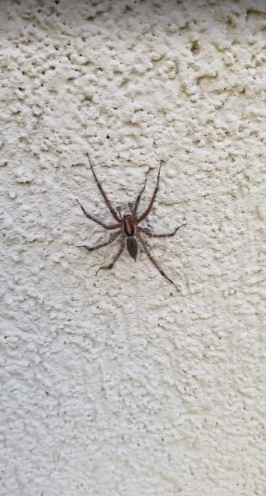 Evergreen Pest Solutions Picture 5