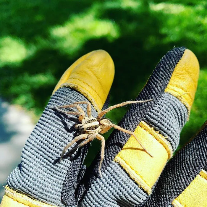 Evergreen Pest Solutions Picture 6