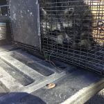 Critter Authority