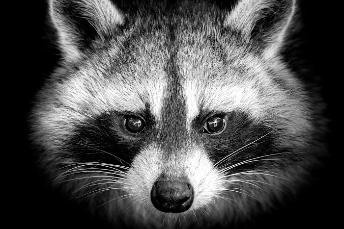 Critter Authority Picture 8