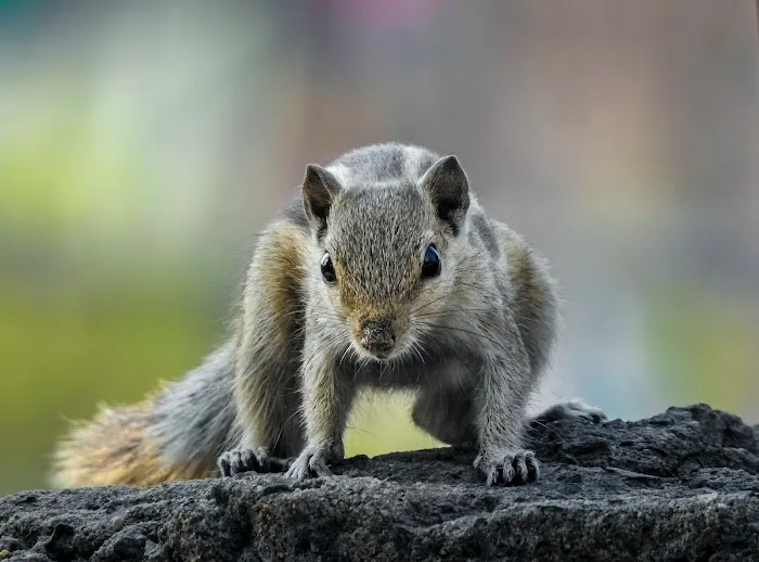 Critter Authority Picture 10