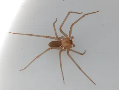RVA Pest Elimination Picture 4