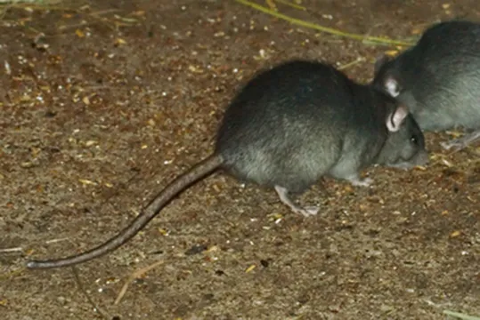 RVA Pest Elimination Picture 9