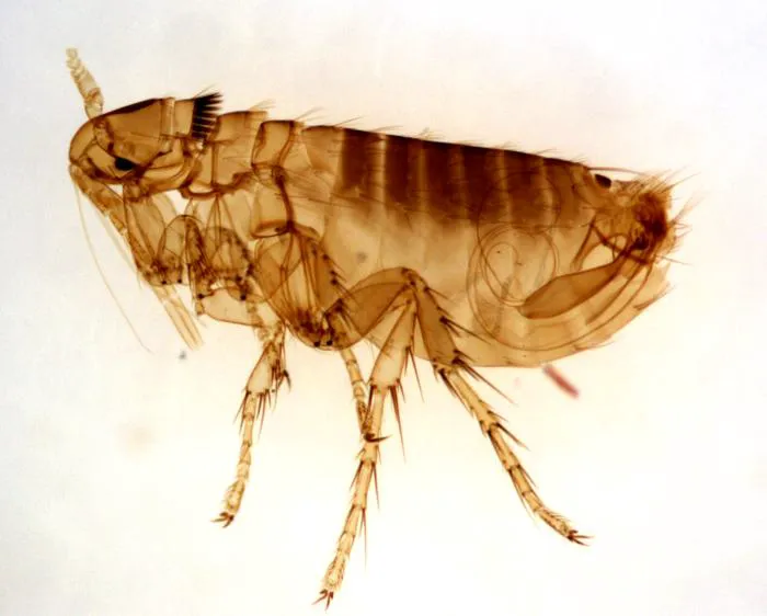 RVA Pest Elimination Picture 7