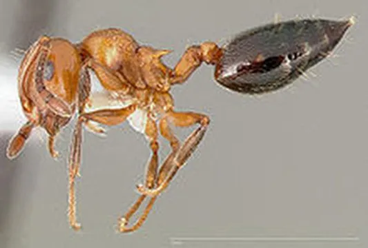 RVA Pest Elimination Picture 3