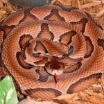 RVA Pest Elimination