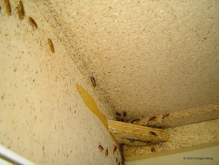 Saint Exclusion Services (Pest Control) Picture 7
