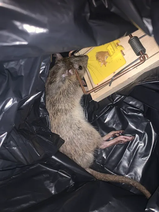 Saint Exclusion Services (Pest Control) Picture 8