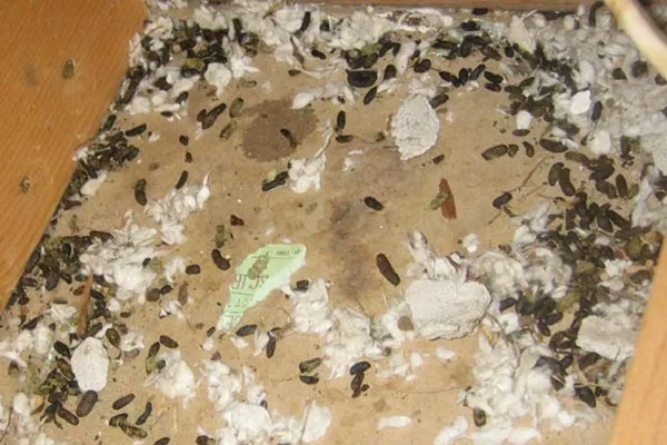 Saint Exclusion Services (Pest Control) Picture 2