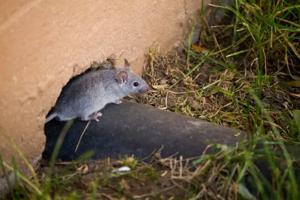Saint Exclusion Services (Pest Control) Picture 4