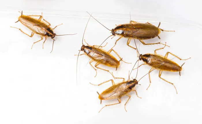 Saint Exclusion Services (Pest Control) Picture 5