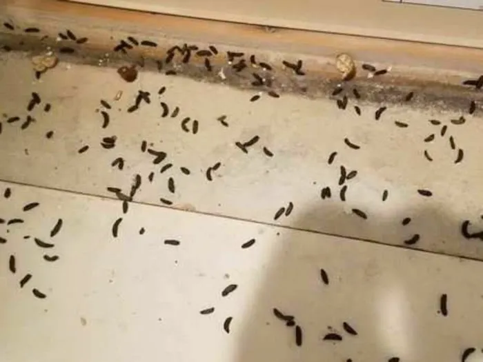 Saint Exclusion Services (Pest Control) Picture 10