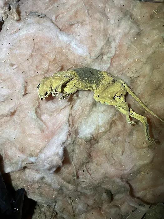 Pest Trooper Picture 10