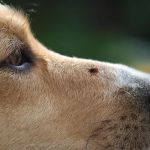 Pest Control Near Me, Inc.