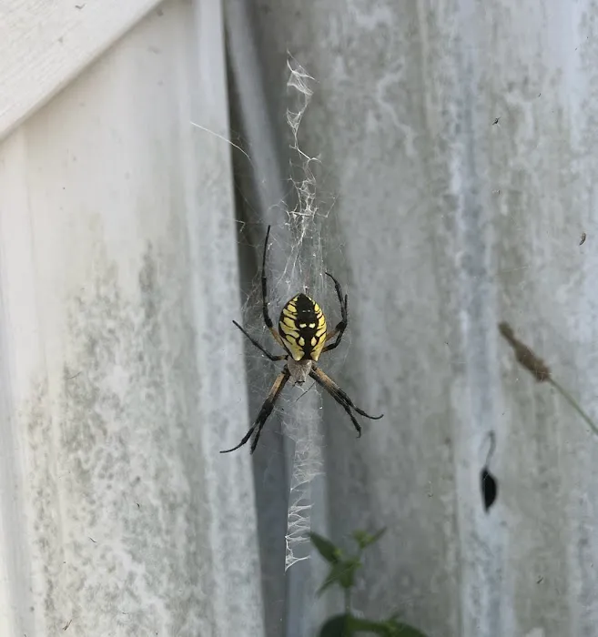 Pest Control Near Me, Inc. Picture 9