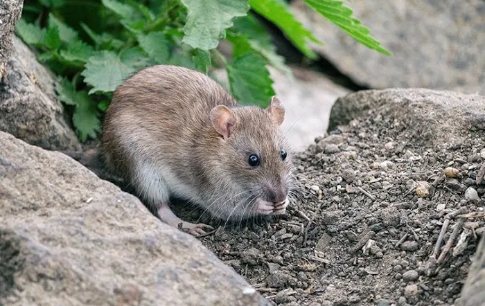 Pest Control Near Me, Inc. Picture 5