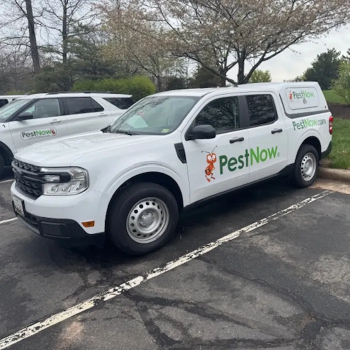 PestNow Picture 8