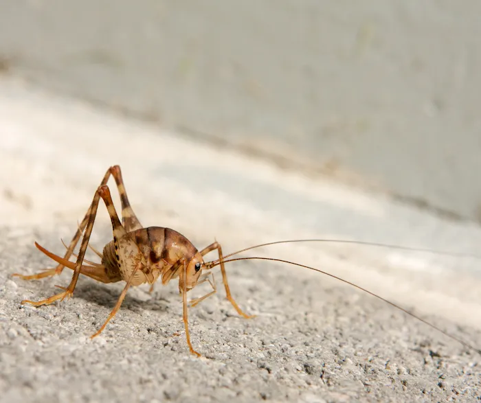 PestNow Picture 6