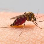 PestNow