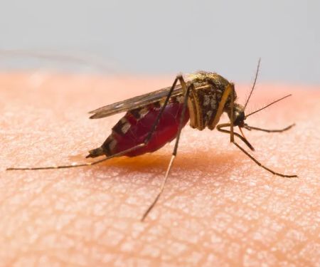PestNow